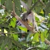 monkey_squirrel_common_la_h_1169_ecu3291.jpg